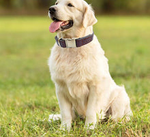 Load image into Gallery viewer, Personalized Genuine Leather Dog Collars