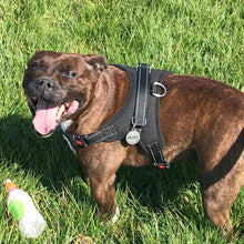 Load image into Gallery viewer, PawBabe No Pull Dog Harness
