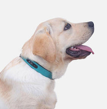 Load image into Gallery viewer, Premium Leather Custom-Engraved Dog Collar
