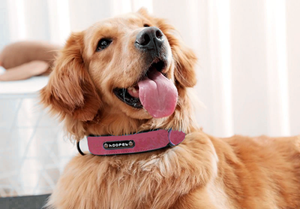 Premium Leather Custom-Engraved Dog Collar
